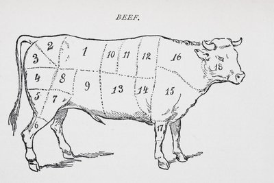 Drawing of a bullock marked to show eighteen different cuts of meat by English School